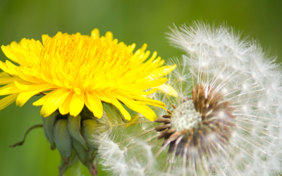 The Mighty Dandelion
