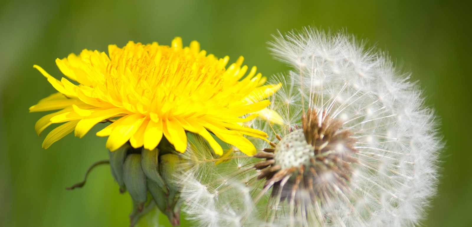 yellow dandelion flower and dandelion seed puffball